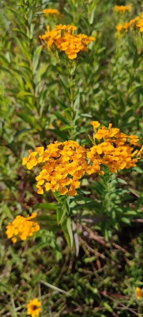 Tagetes Lucida