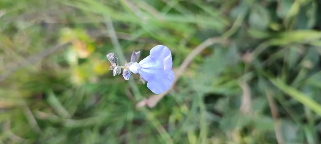 Salvia Reptans