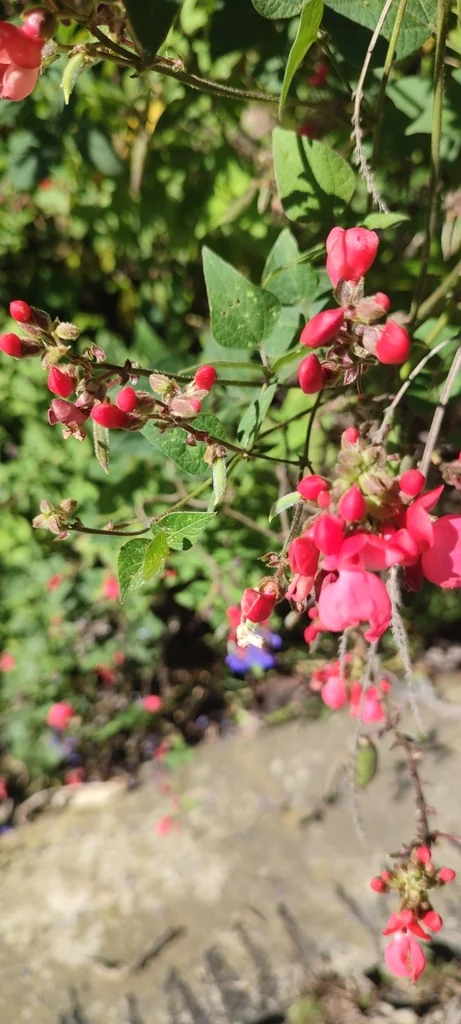 Phaseolus Coccineus