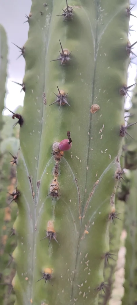 Myrtillocactus Geometrizans