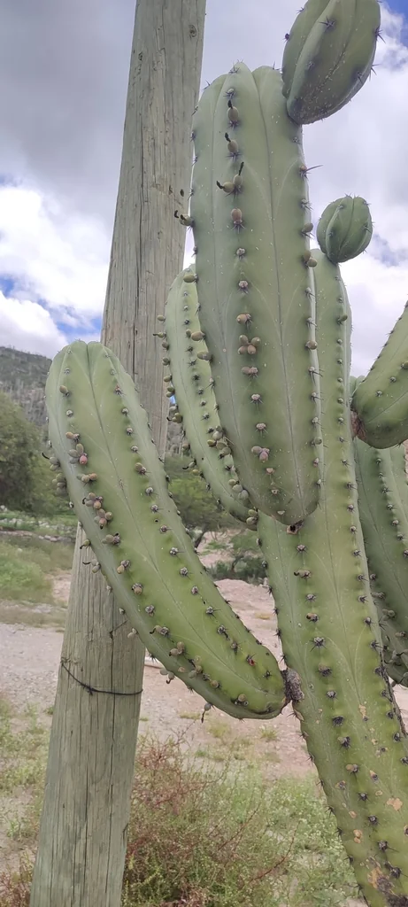 Myrtillocactus Geometrizans