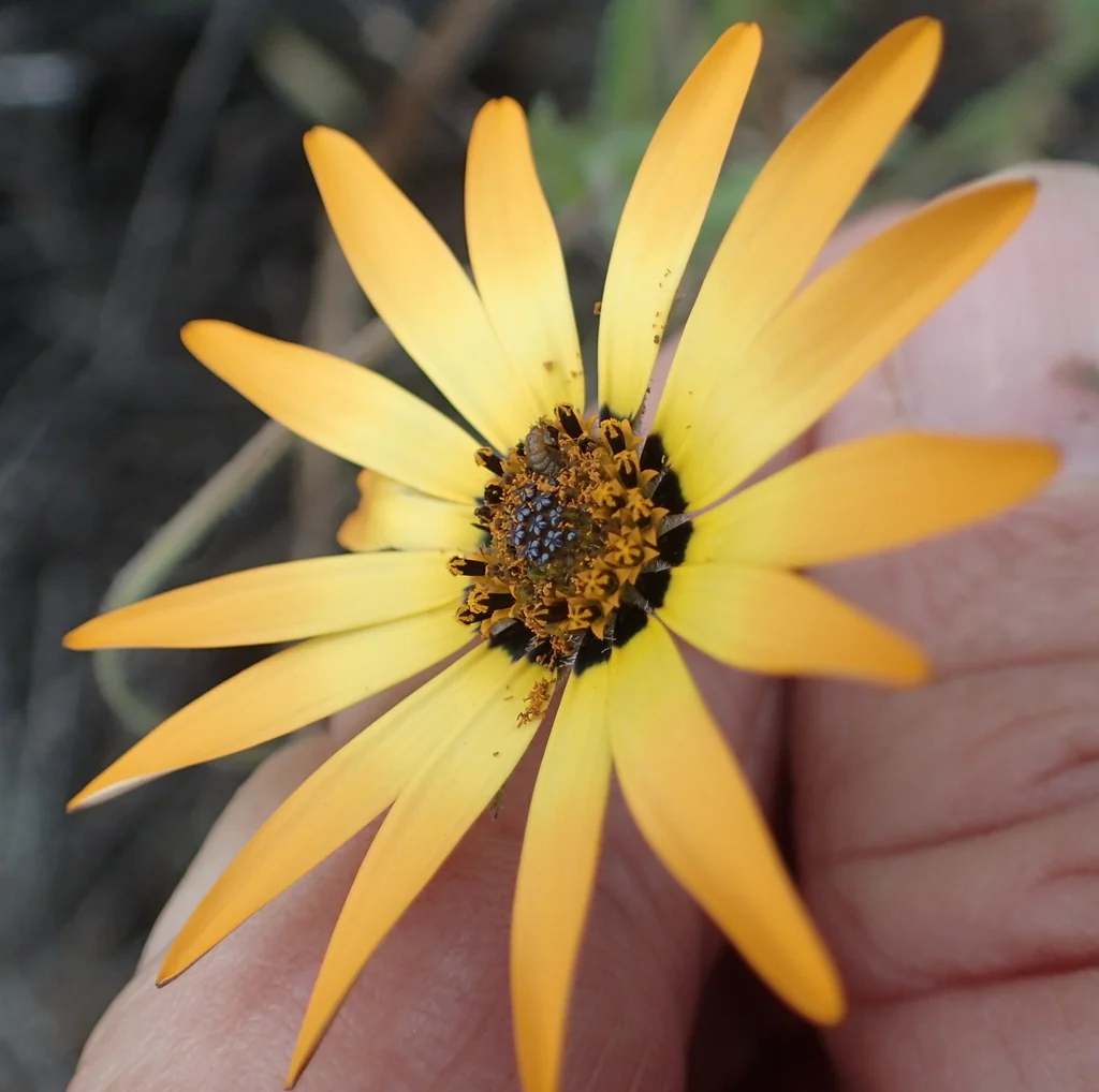 Dimorphotheca Aurantiaca