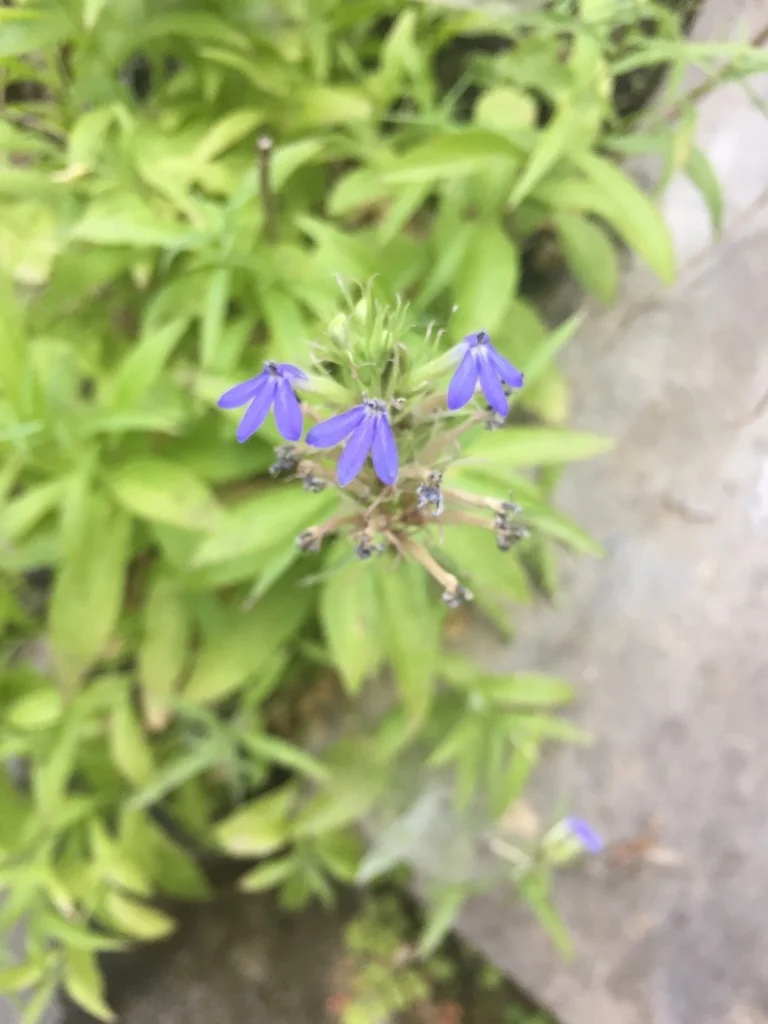 Lobelia Dunnii