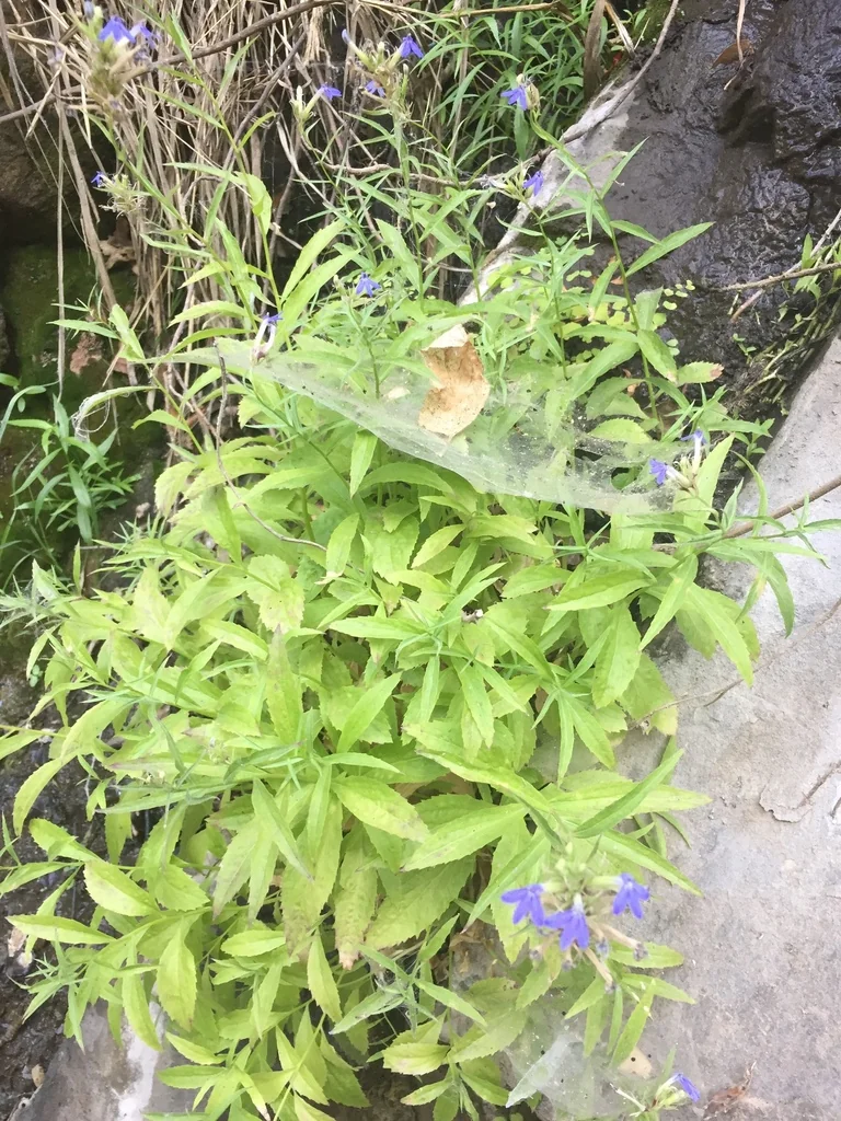 Lobelia Dunnii