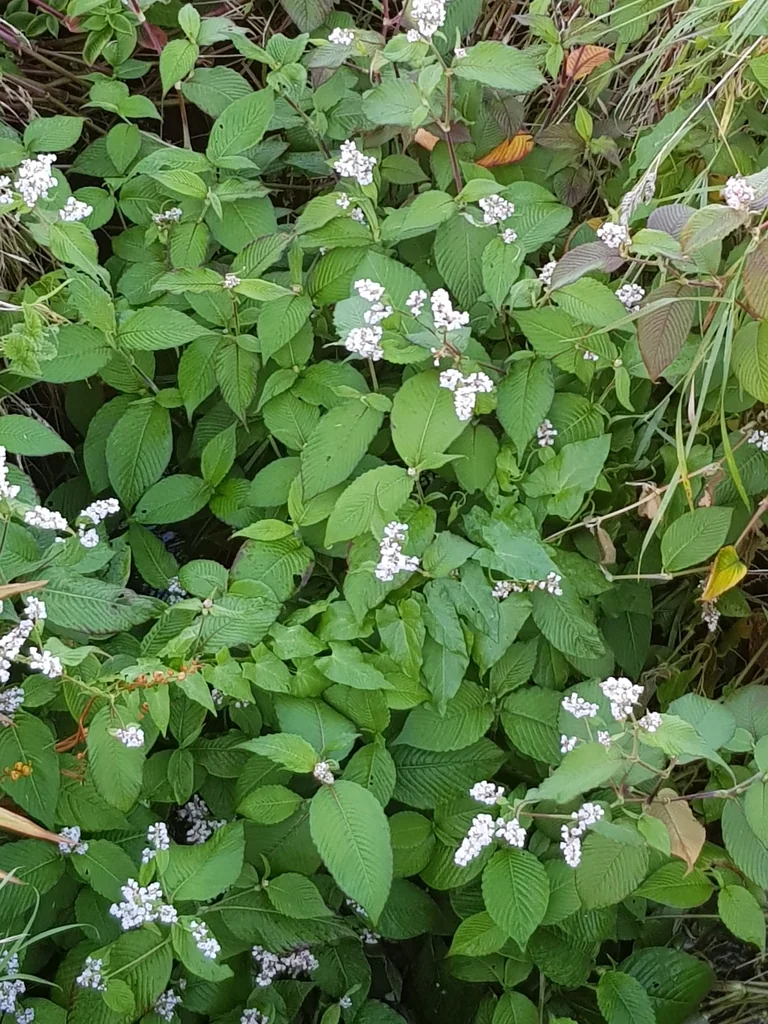 Persicaria Campanulata