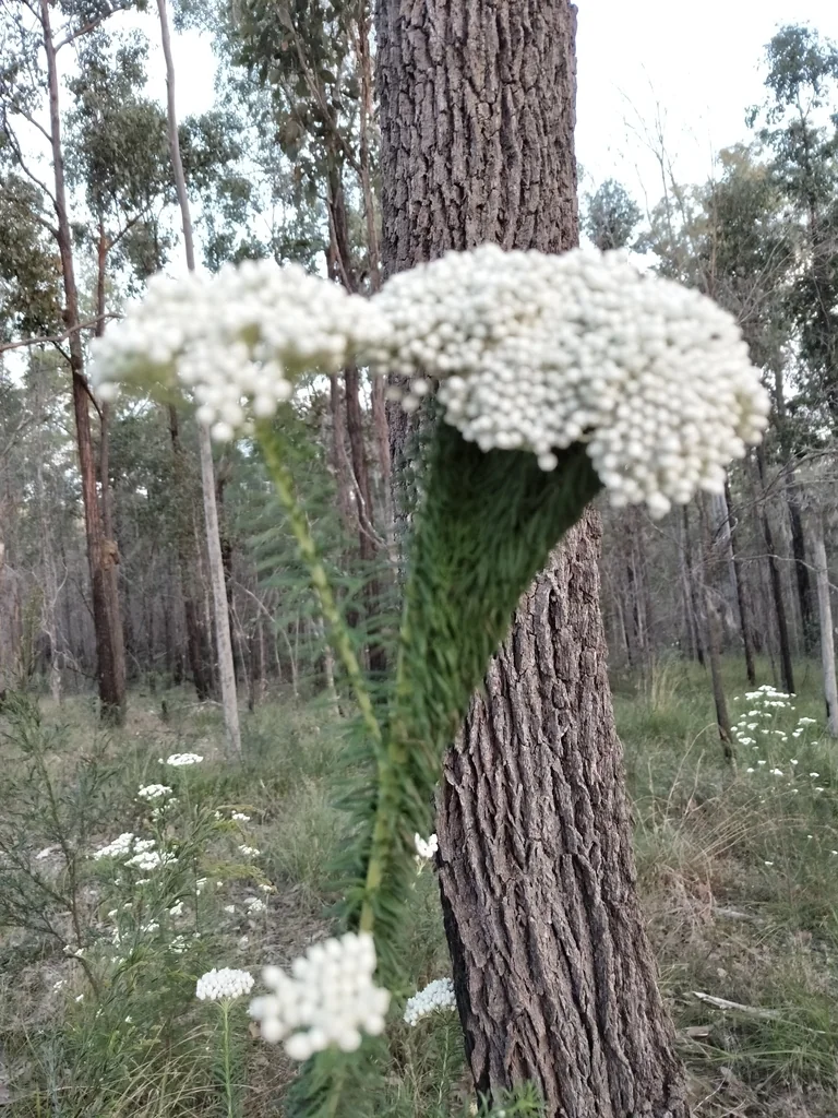 Ozothamnus Diosmifolius