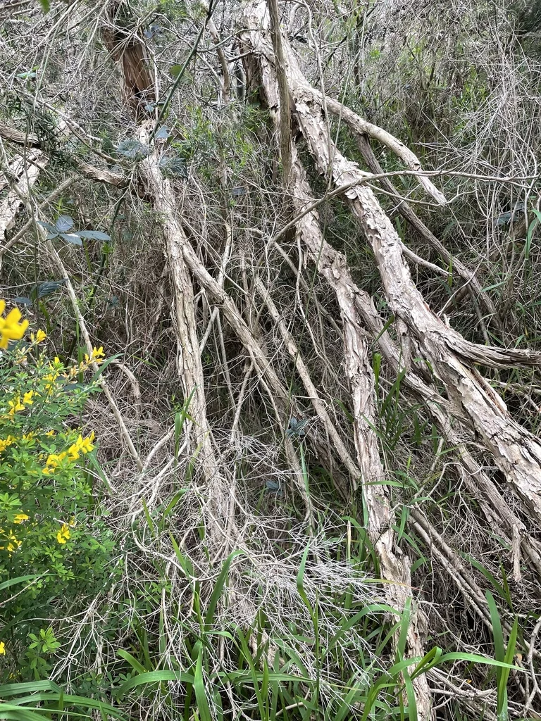 Melaleuca Armillaris