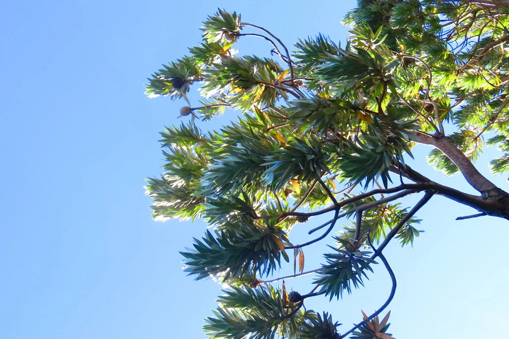 Leucadendron Argenteum