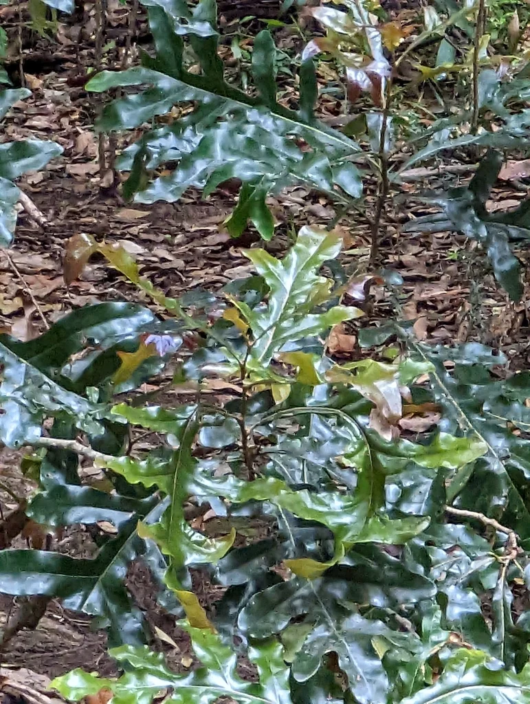 Stenocarpus Sinuatus