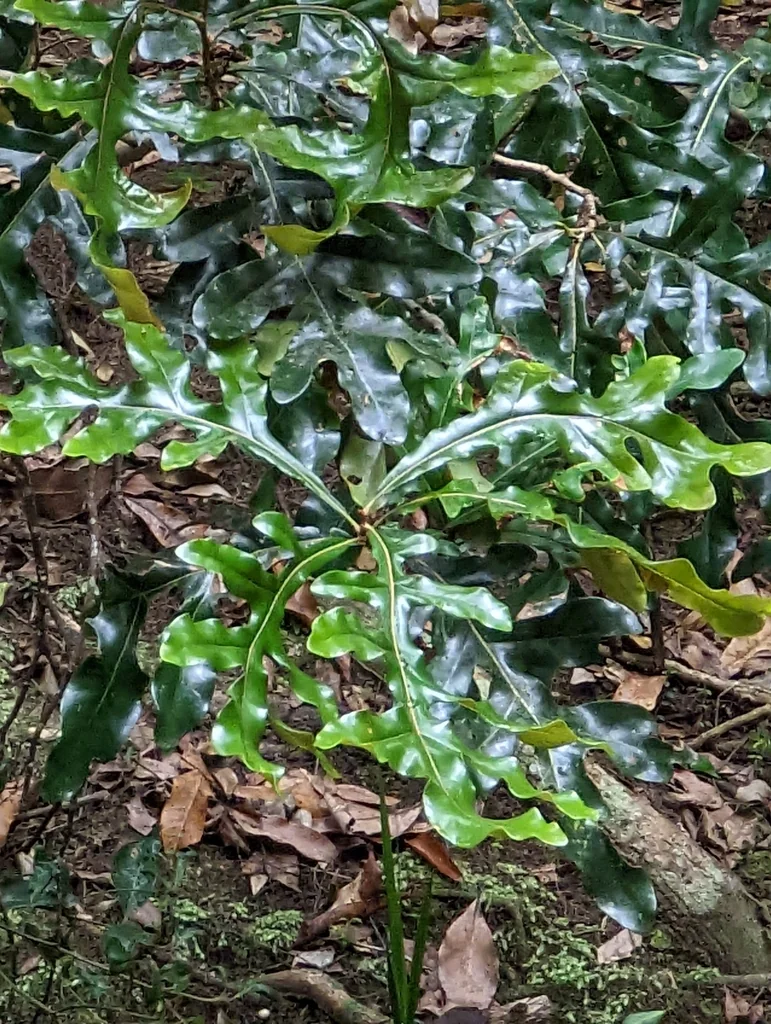 Stenocarpus Sinuatus