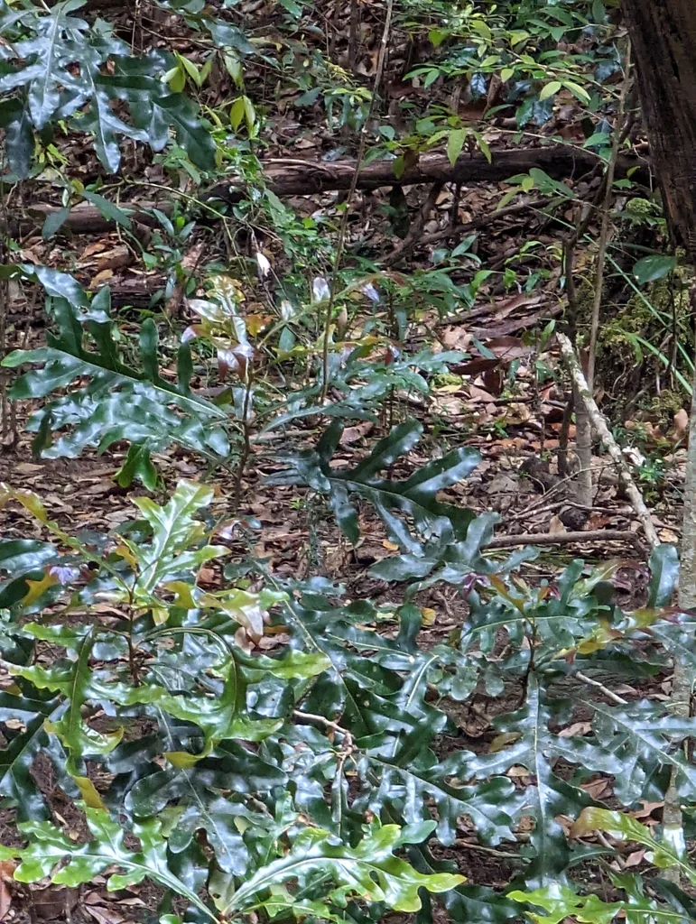 Stenocarpus Sinuatus
