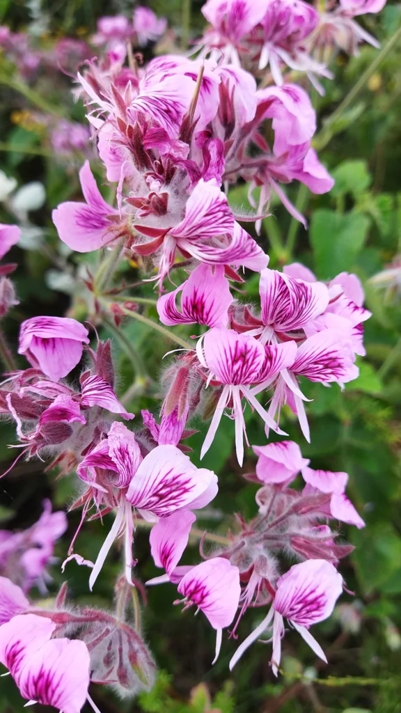 Pelargonium Cordifolium