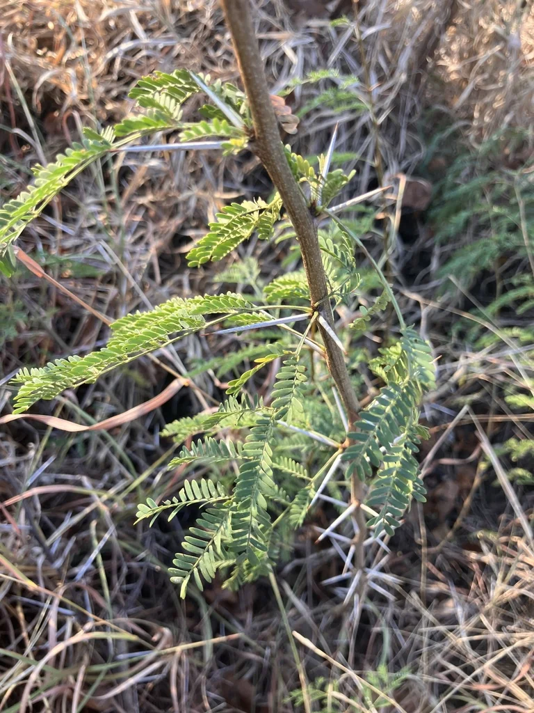 Acacia Xanthophloea