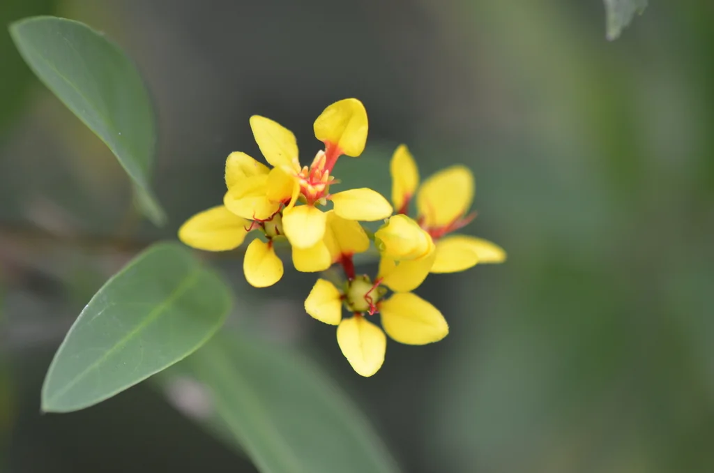 Galphimia Gracilis