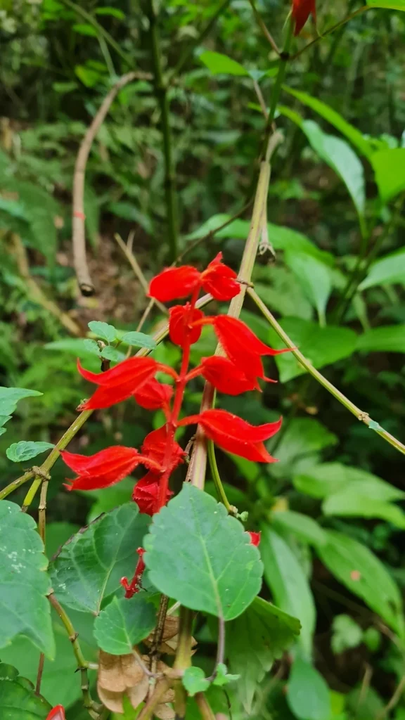 Salvia Splendens