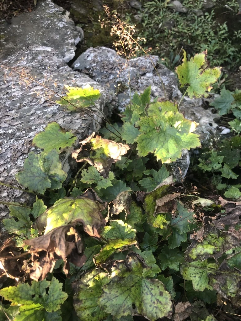 Heuchera Villosa