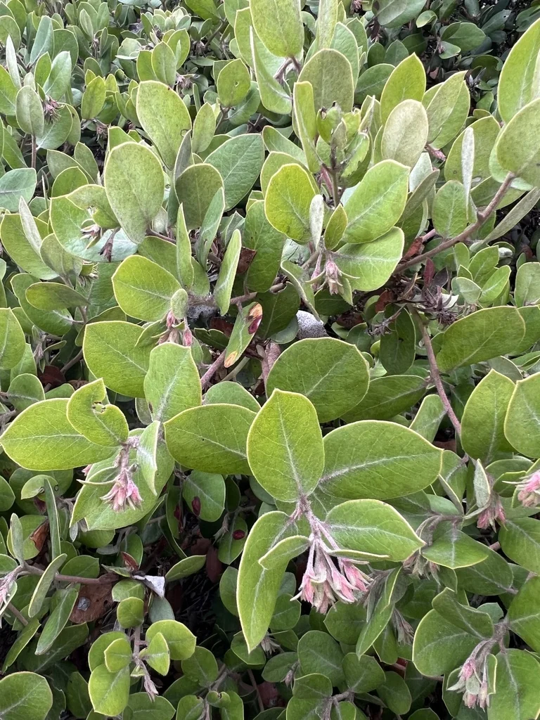 Arctostaphylos Tomentosa