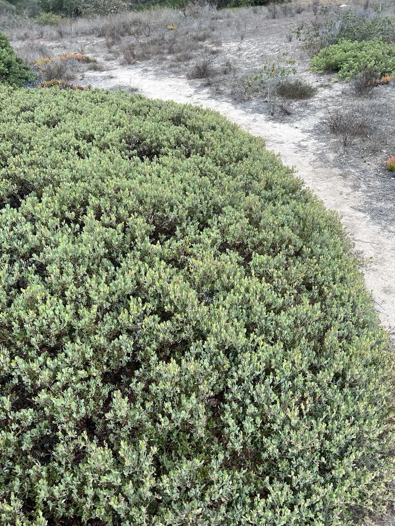 Arctostaphylos Pumila