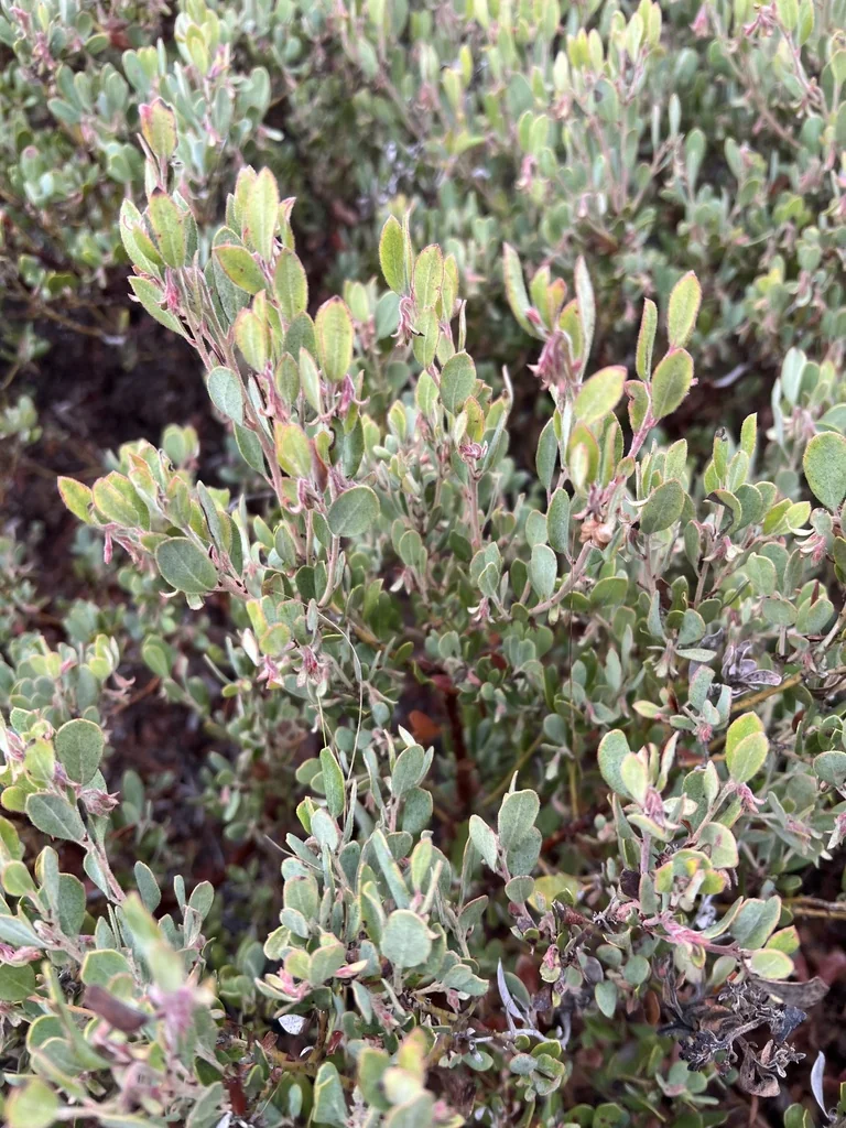 Arctostaphylos Pumila