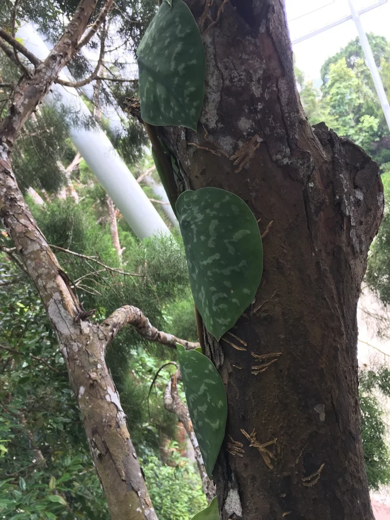 Scindapsus pictus