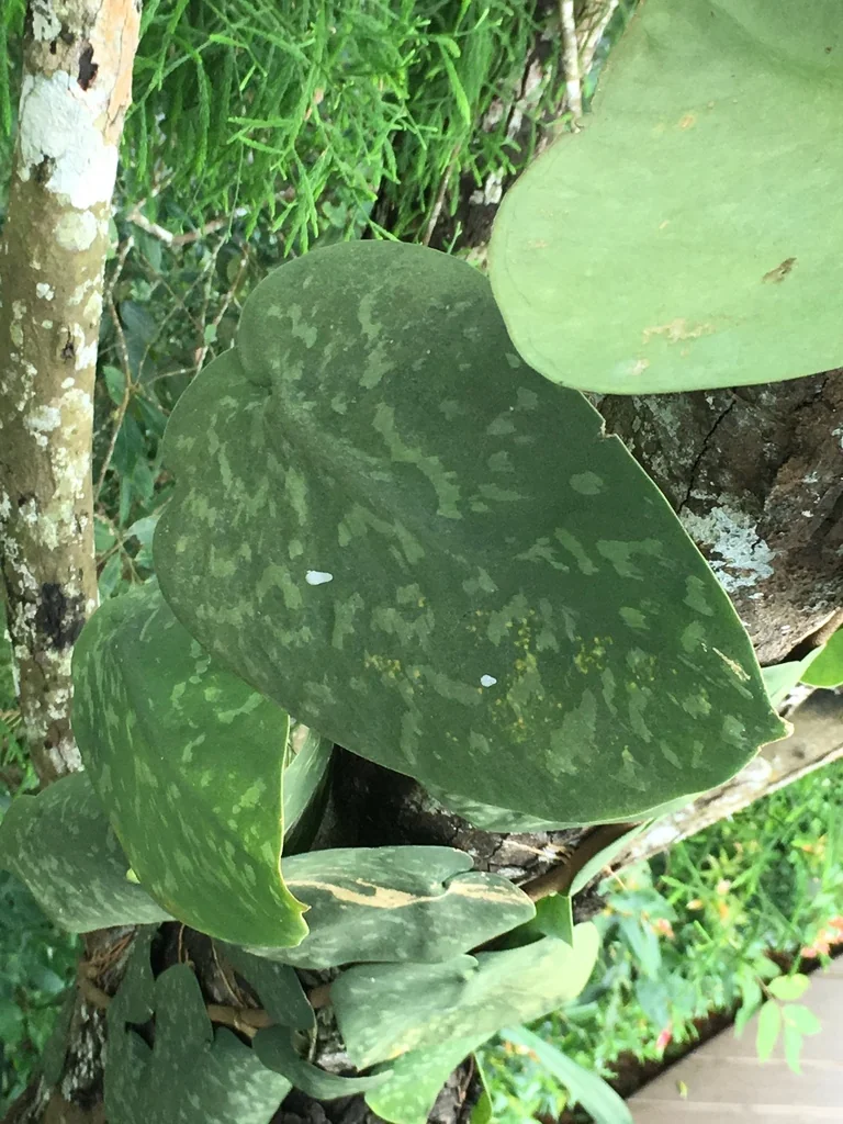 Scindapsus pictus