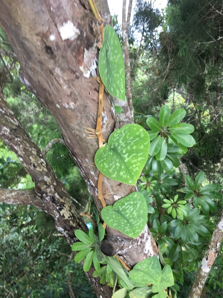 Scindapsus pictus
