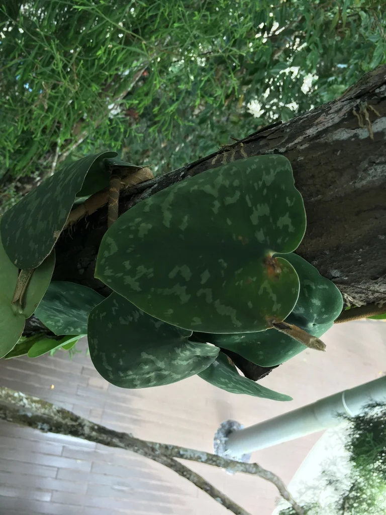 Scindapsus pictus