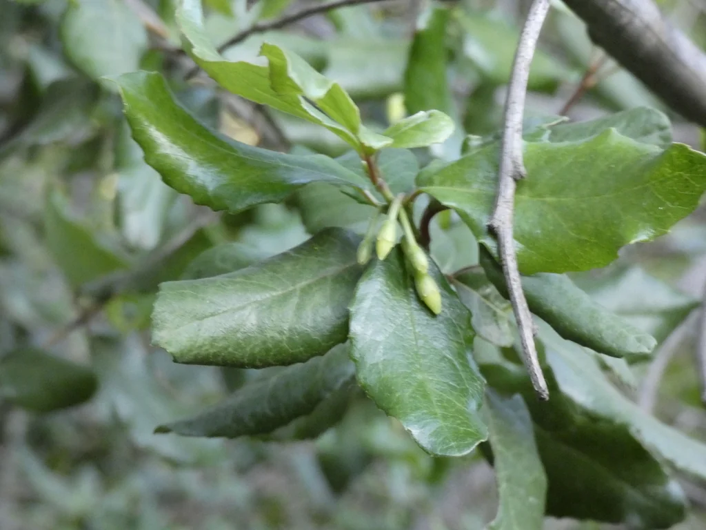 Crinodendron Patagua