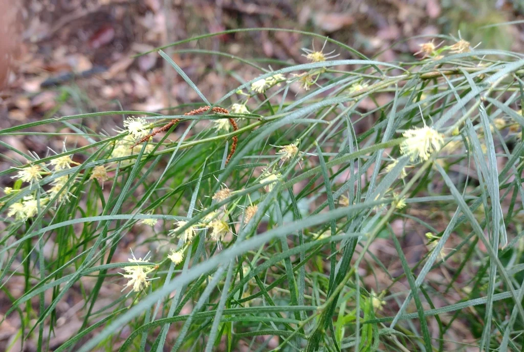 Acacia Cognata