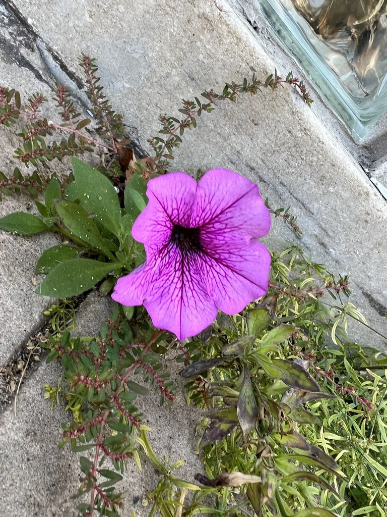 Petunia X Hybrida