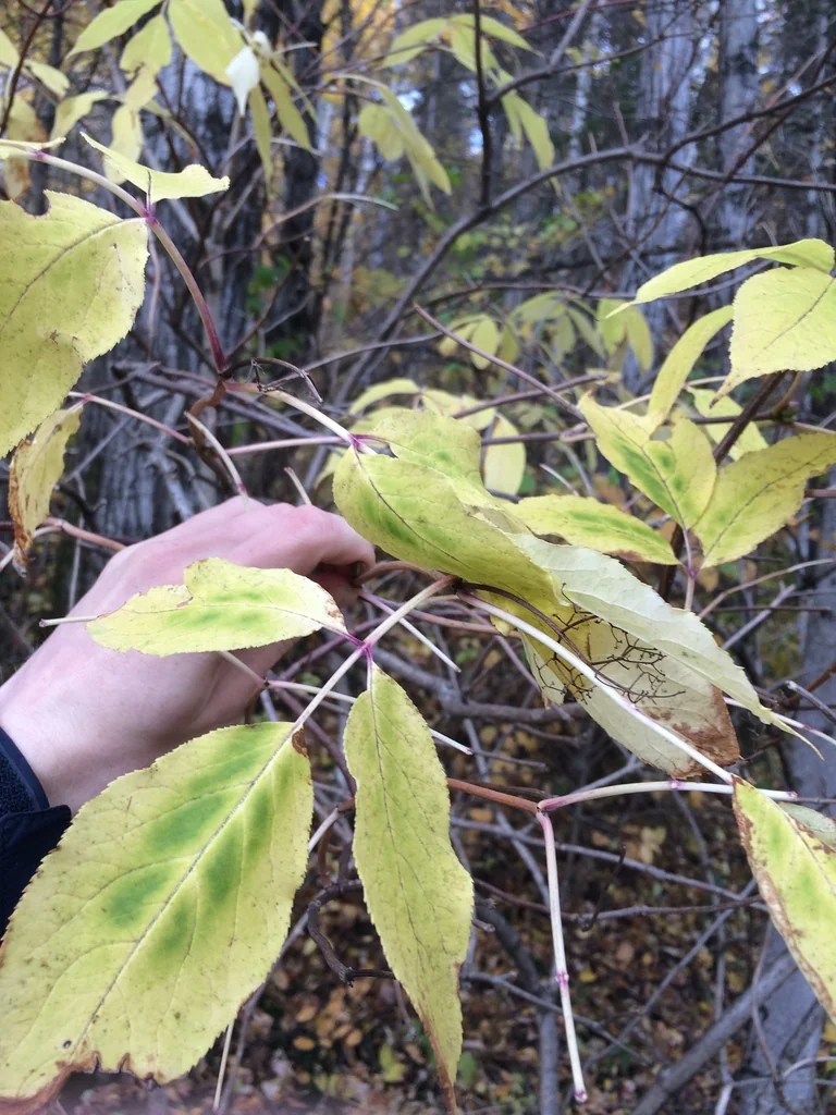 Sambucus Pubens
