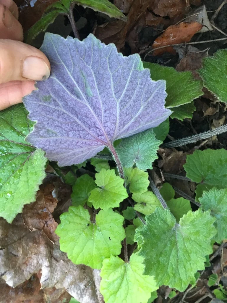 Senecio X Hybridus
