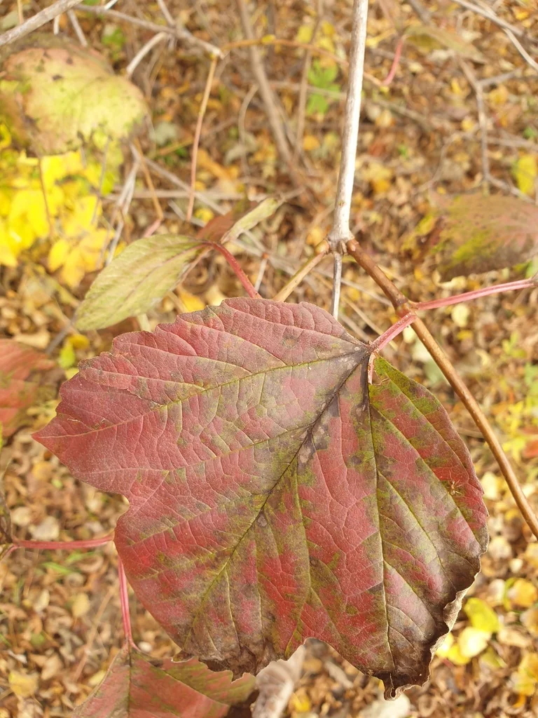 Viburnum Opulus Var. Americanum