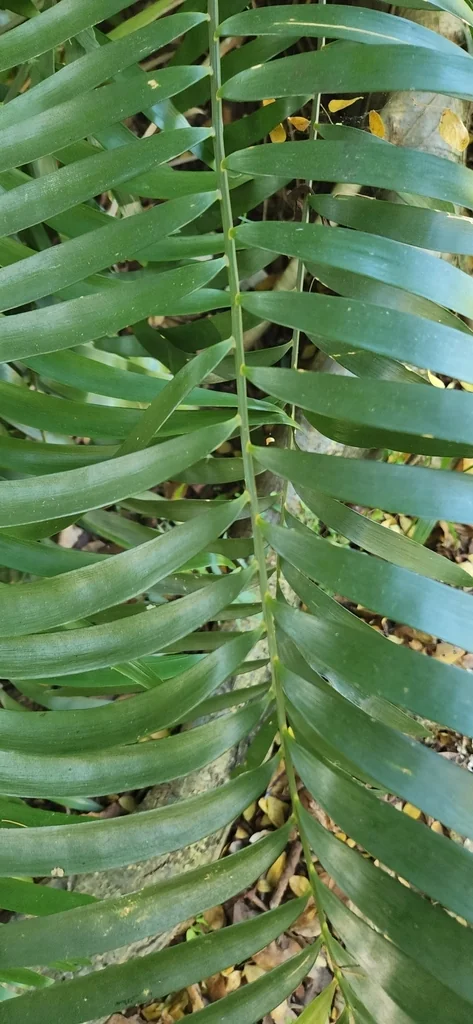 Zamia Pumila