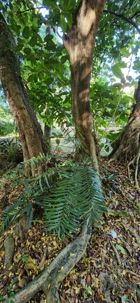 Zamia Pumila
