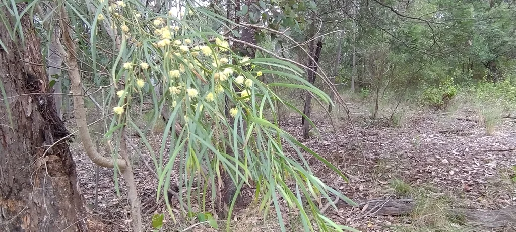 Acacia Cognata