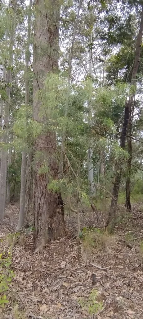 Acacia Cognata