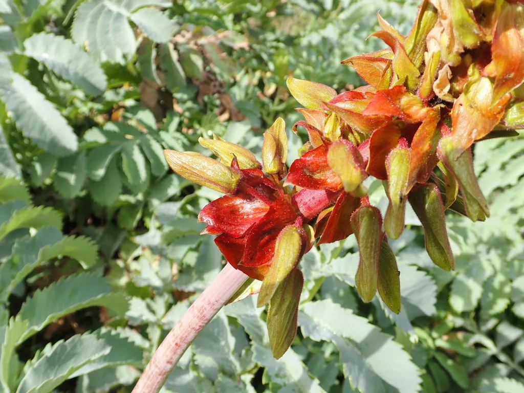 Melianthus Major