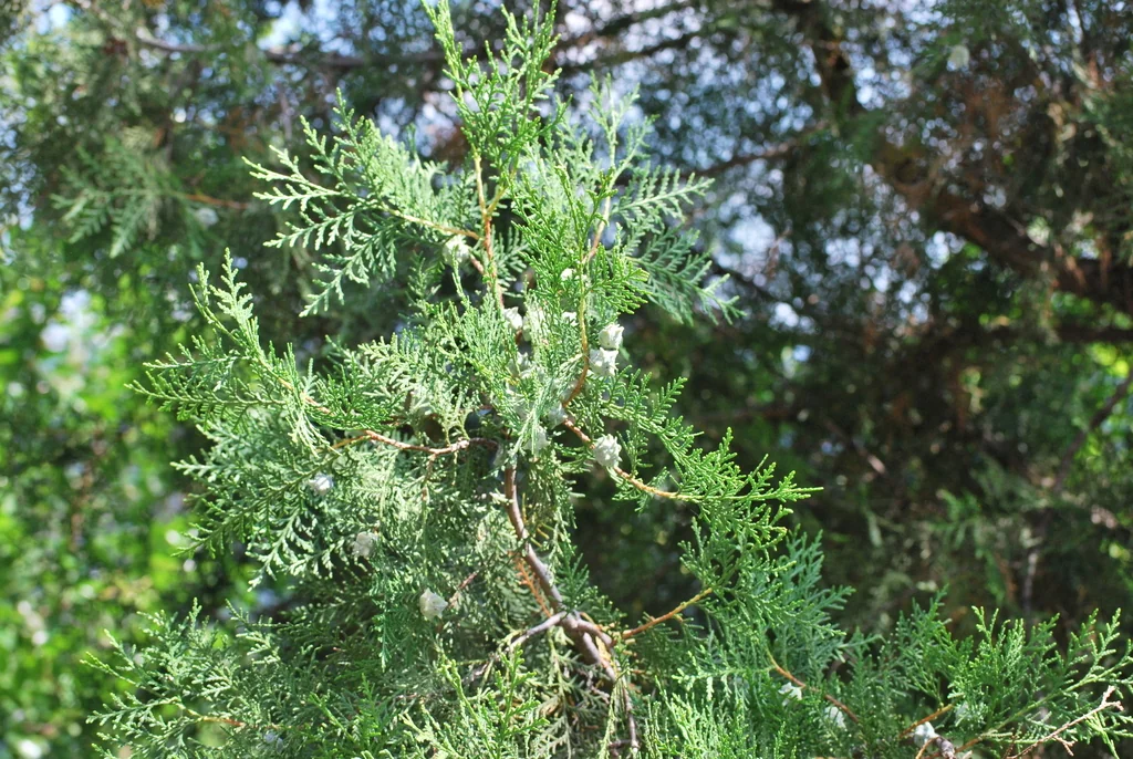 Platycladus Orientalis