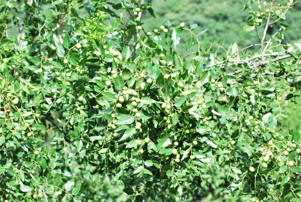 Ziziphus Jujuba