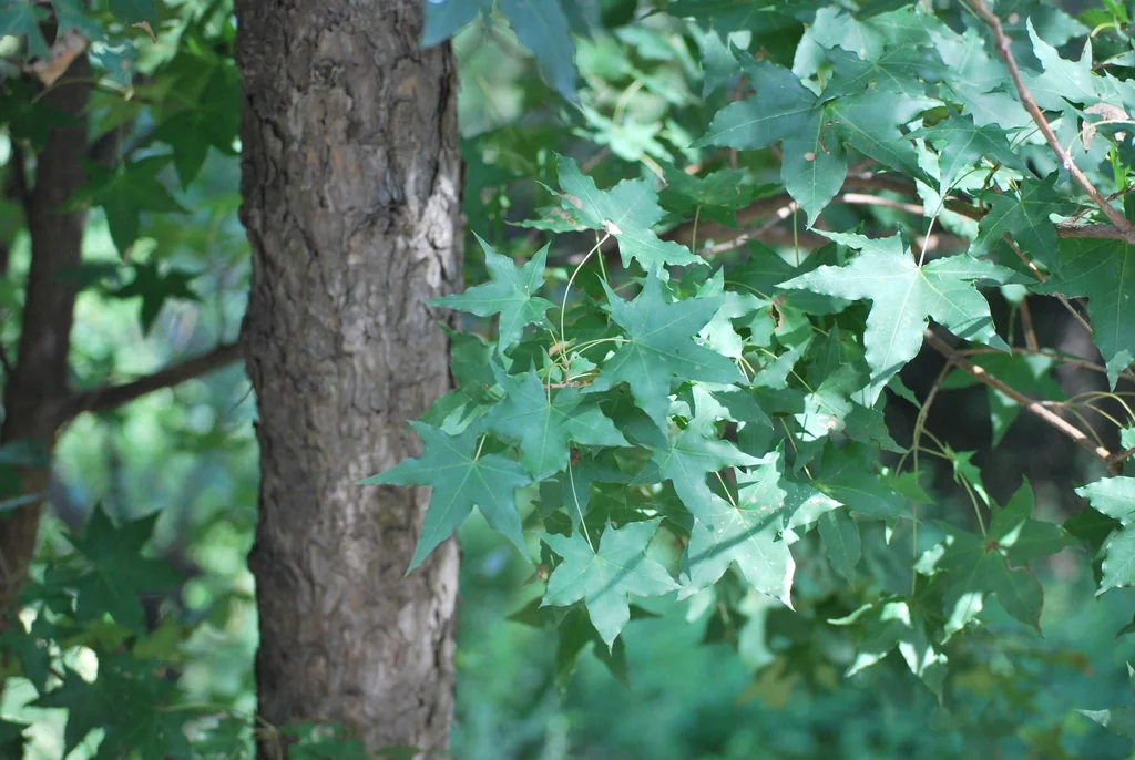 Acer Truncatum