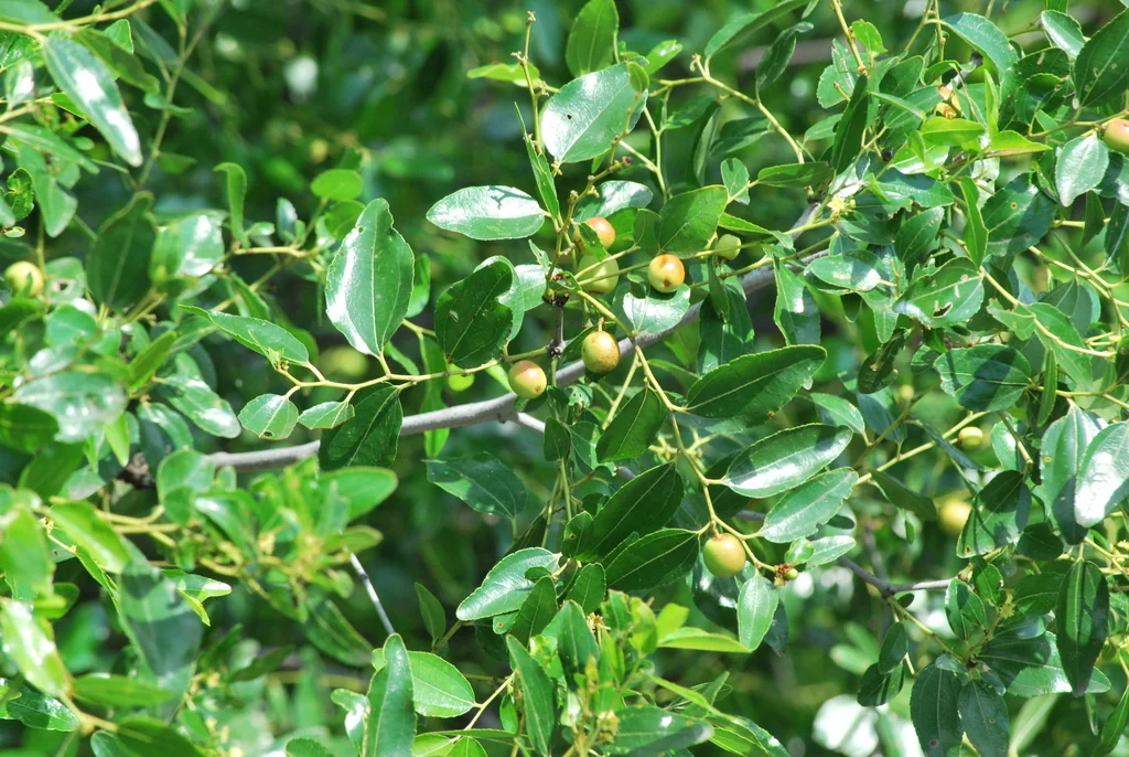 Ziziphus Jujuba