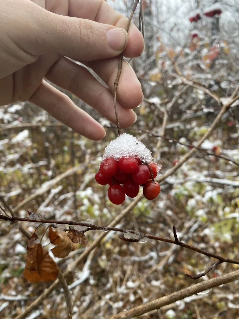 Viburnum Opulus Var. Americanum