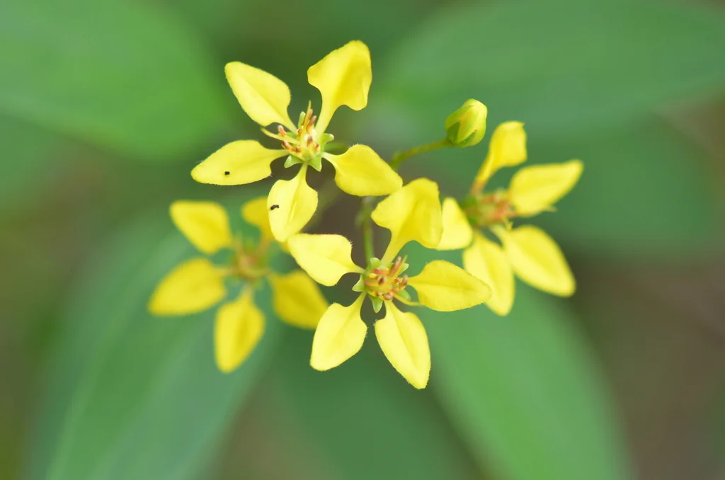 Galphimia Gracilis