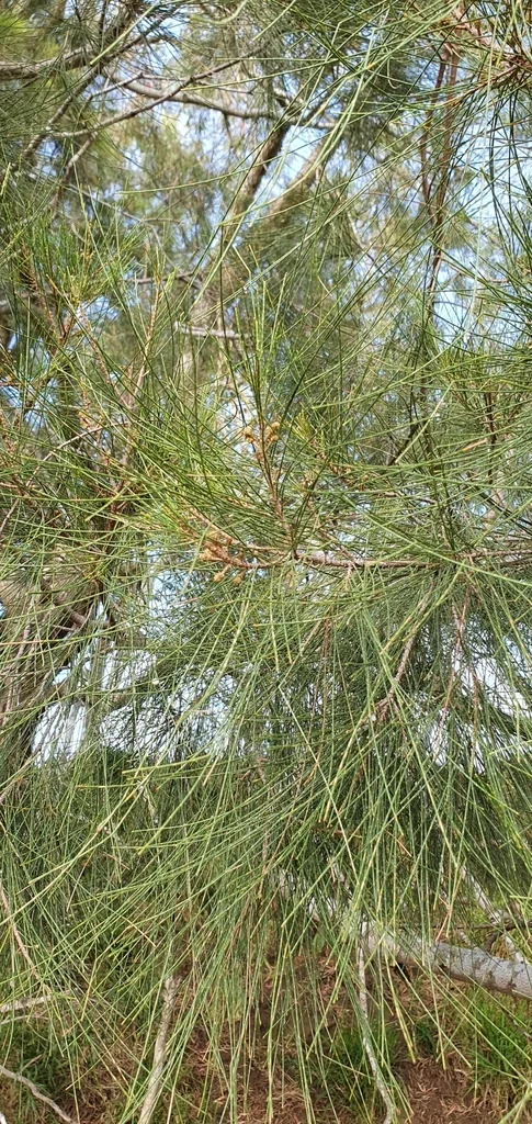 Casuarina Cunninghamiana