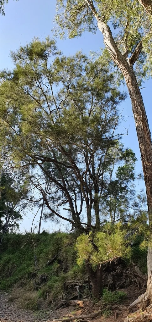 Casuarina Cunninghamiana
