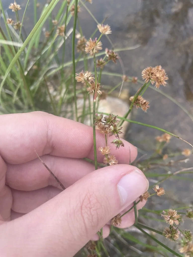 Juncus Xiphioides