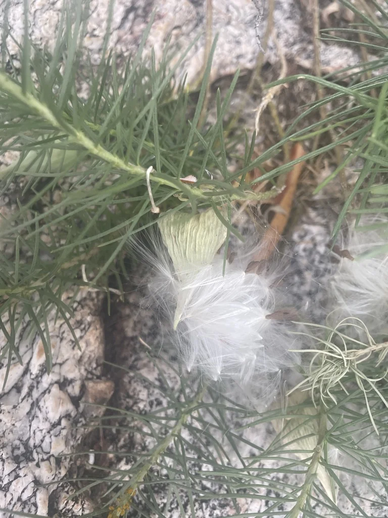 Asclepias Linaria