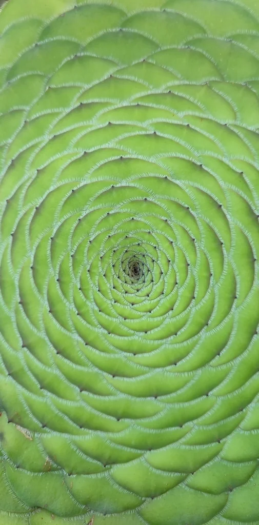Aeonium Tabuliforme