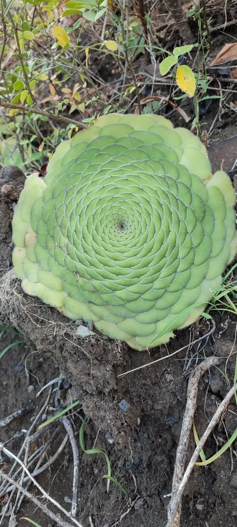 Aeonium Tabuliforme